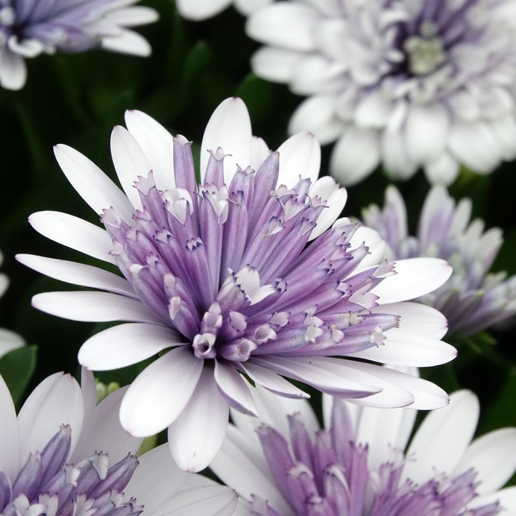Osteospermum ecklonis 3D Steel Blue - Spaanse margriet