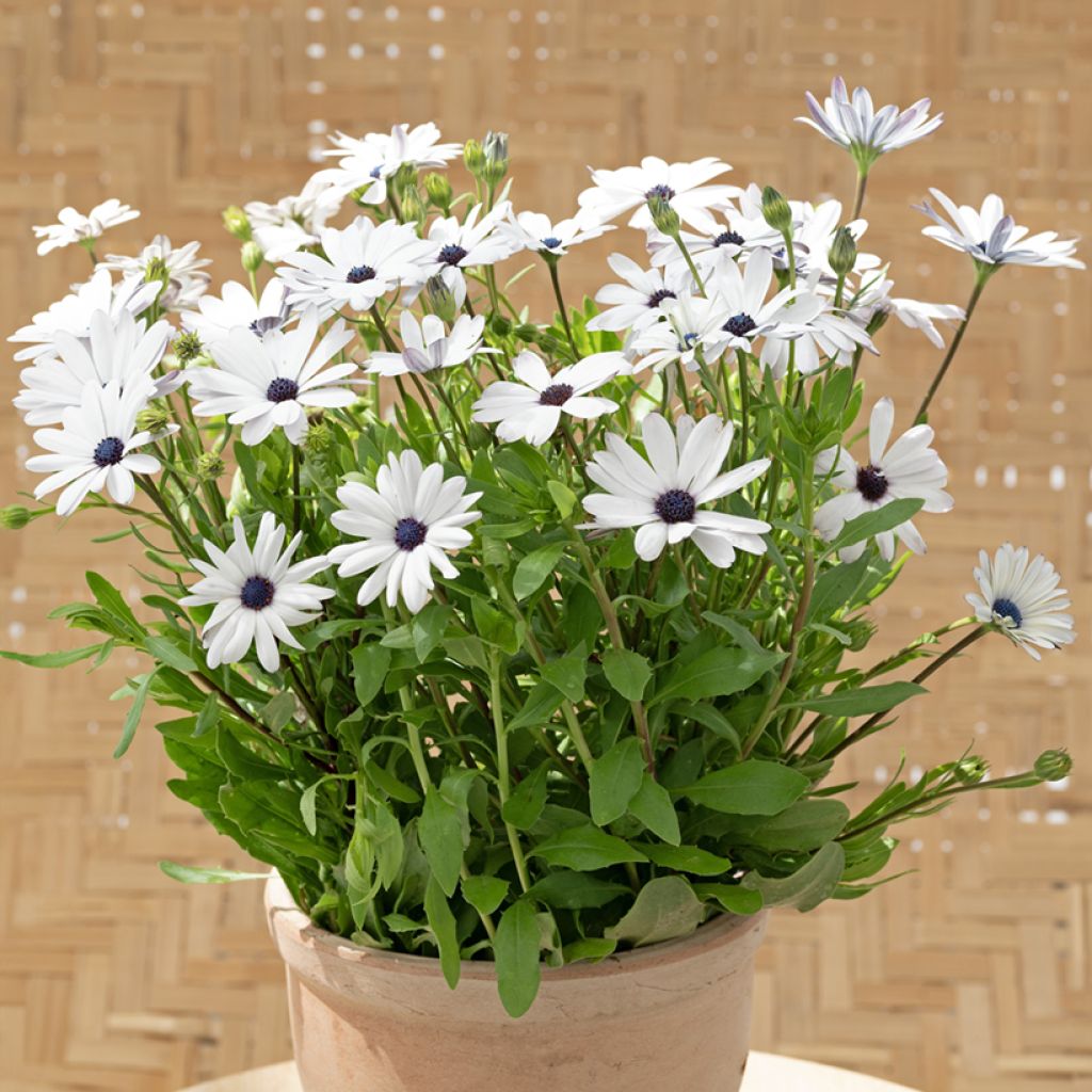 Osteospermum Glistening White (zaad) - Spaanse margriet