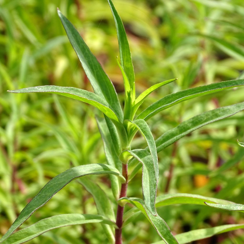 Penstemon Sour Grapes - Slangenkop
