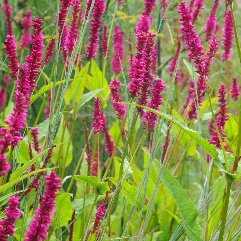 Persicaria amplexicaulis Amethyst - Duizendknoop