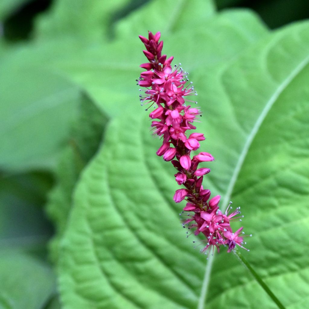 Persicaria amplexicaulis Amethyst - Duizendknoop