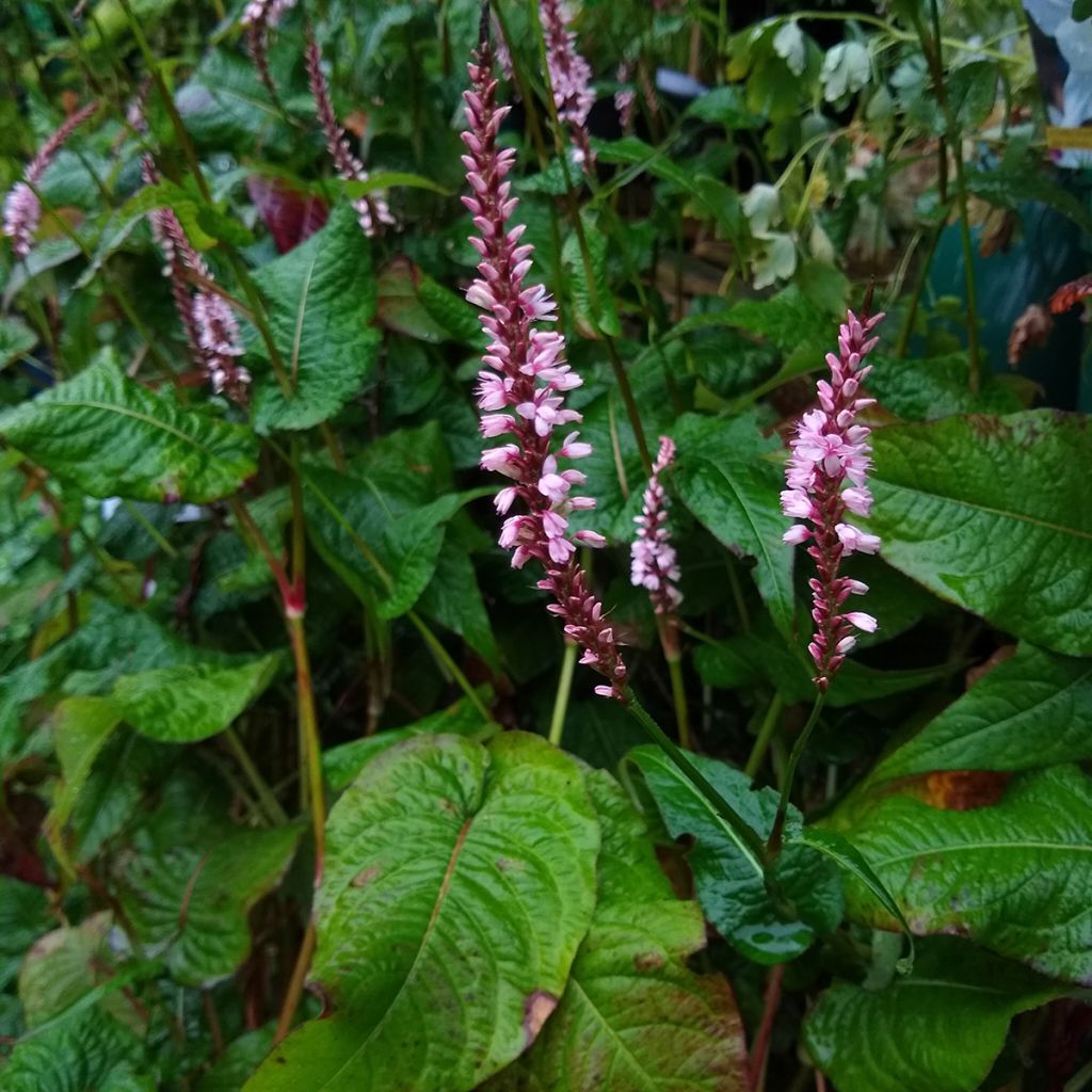 Persicaria amplexicaulis Early Pink Lady - Duizendknoop