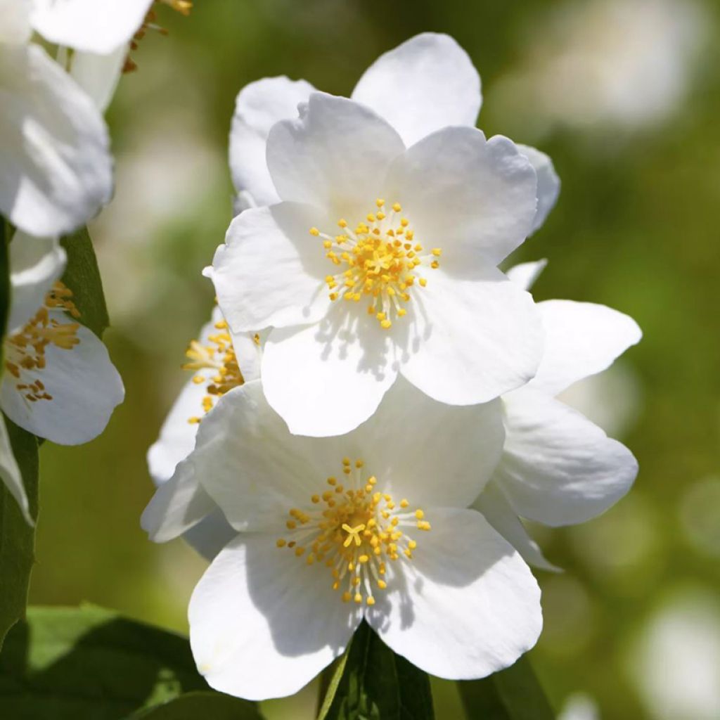 Philadelphus Petite Perfume Wit - Boerenjasmijn