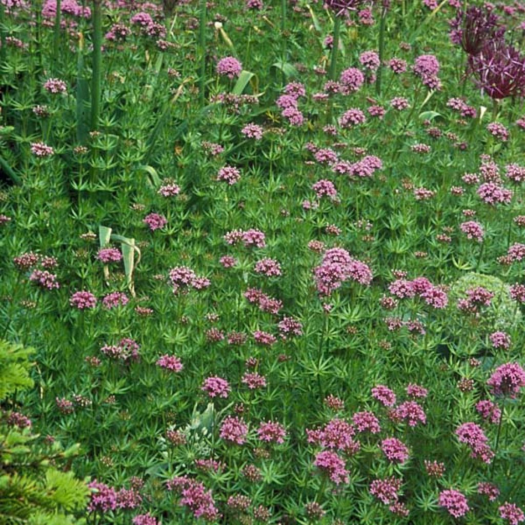 Phuopsis stylosa - Perzische kruisjesplant