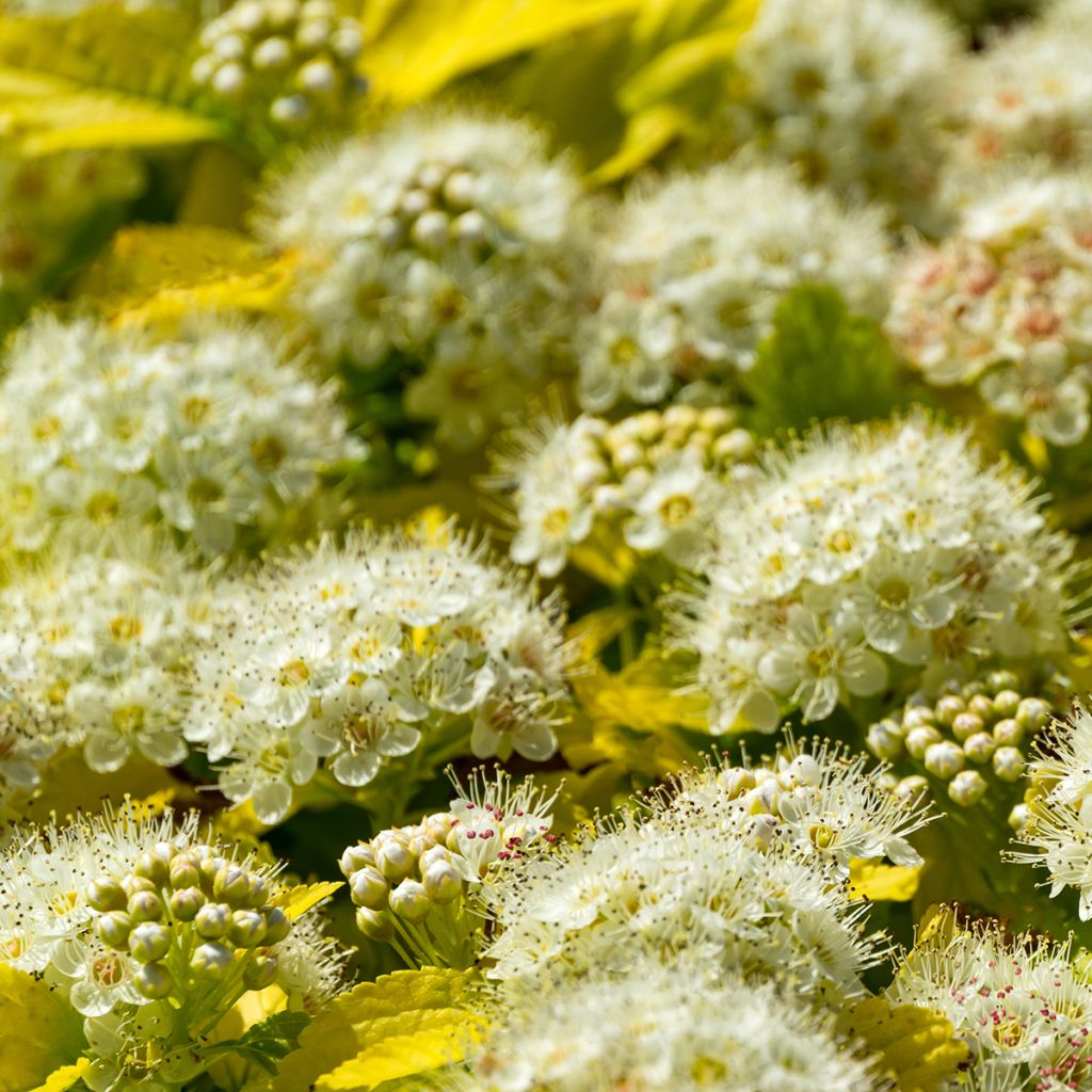 Physocarpus opulifolius Nugget - Blaasspirea