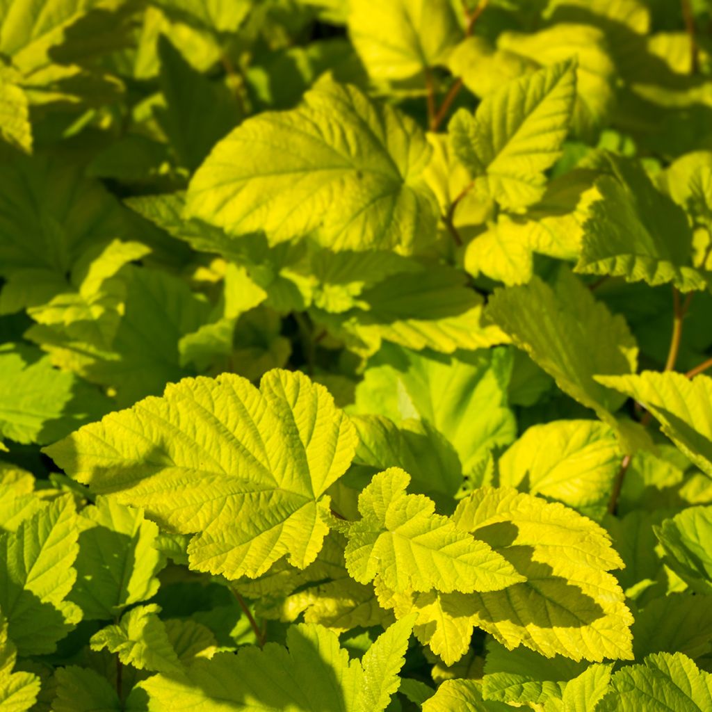 Physocarpus opulifolius Nugget - Blaasspirea