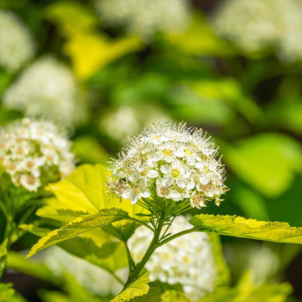 Physocarpus opulifolius Nugget - Blaasspirea