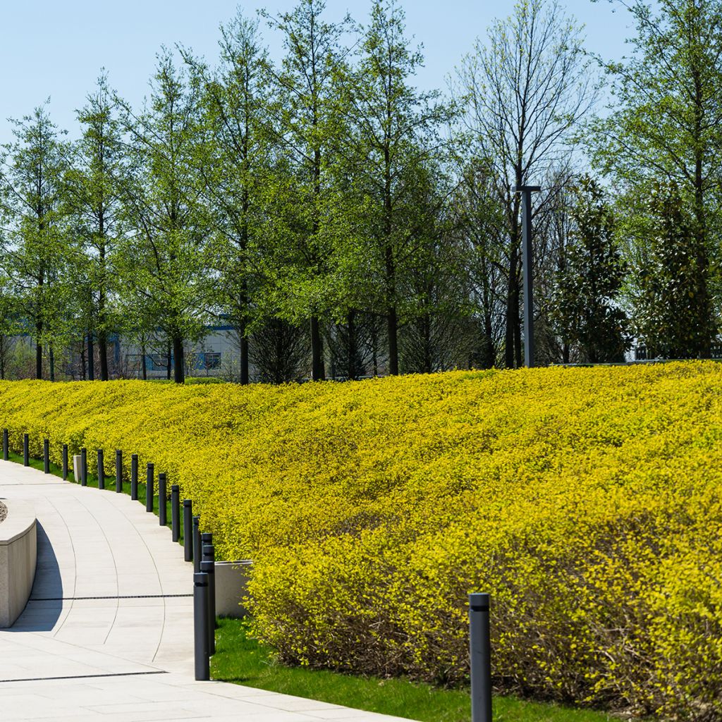 Physocarpus opulifolius Nugget - Blaasspirea