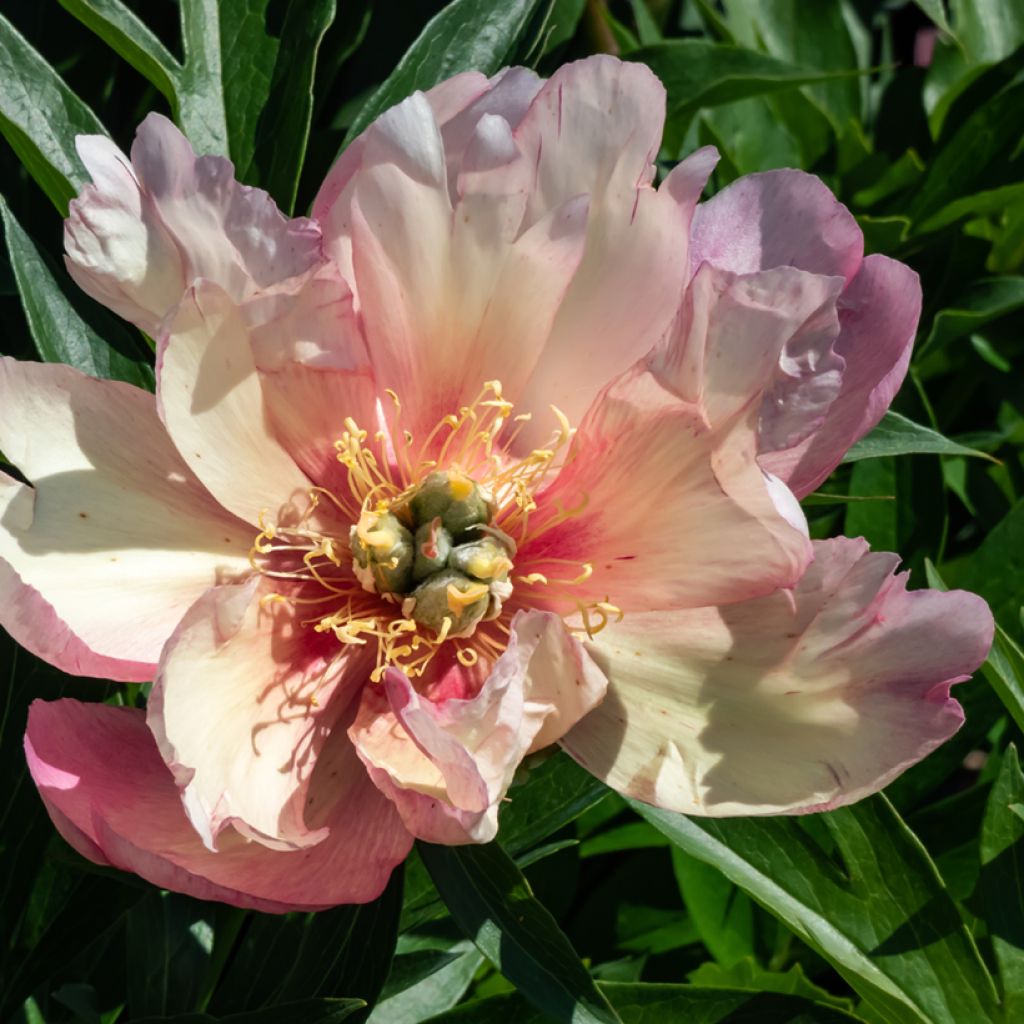 Paeonia Itoh Julia Rose - Itoh-pioen
