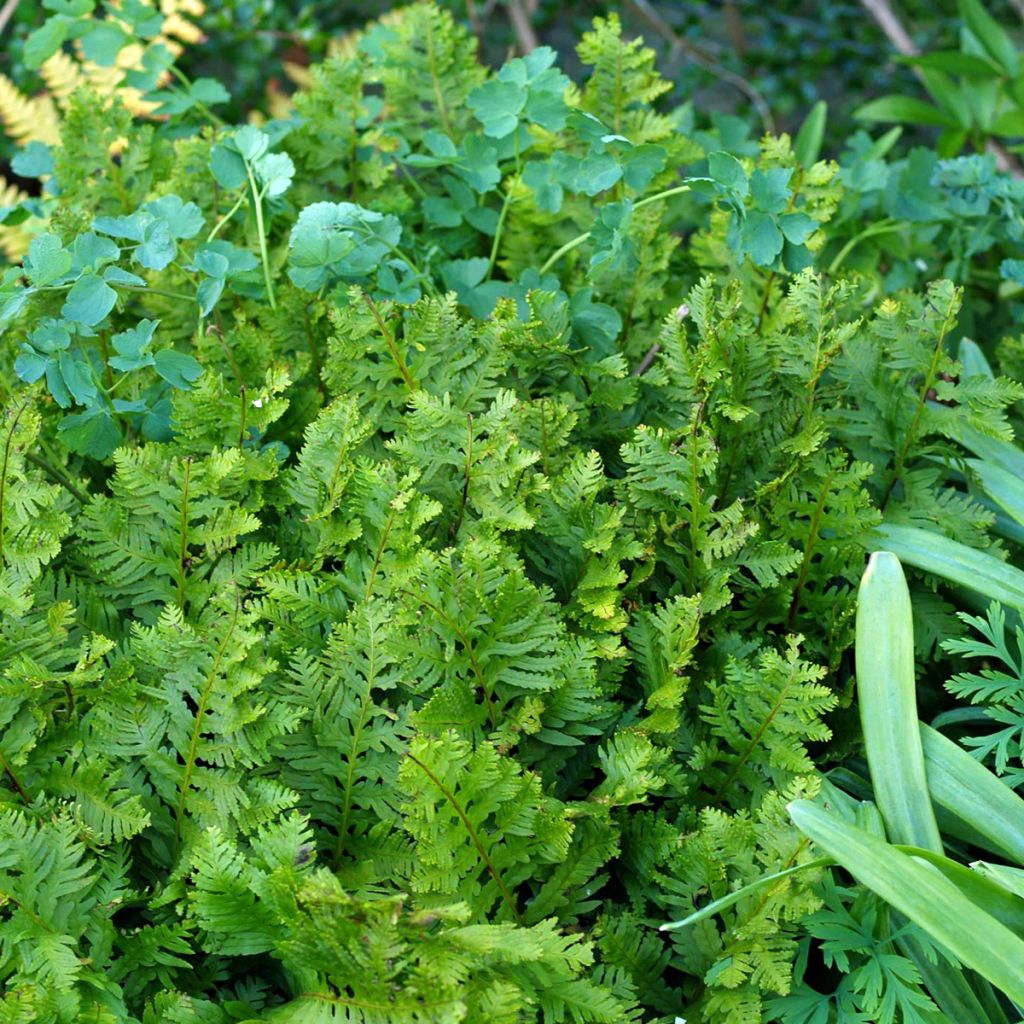 Polypodium cambricum Oakleyae - Gedronken eikvaren