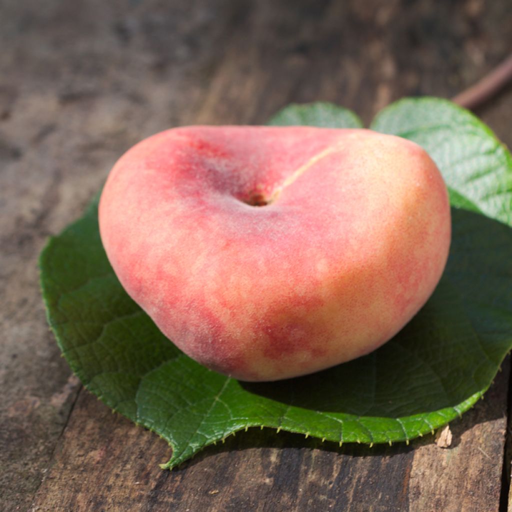 Platte perzik Flatqueen