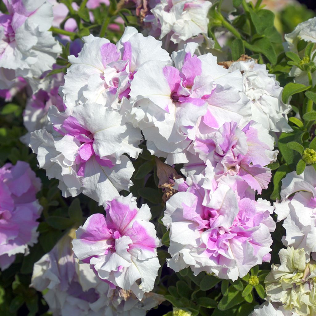 Petunia Cascade Pink Orchid Mist F1 (zaad) - Hangpetunia