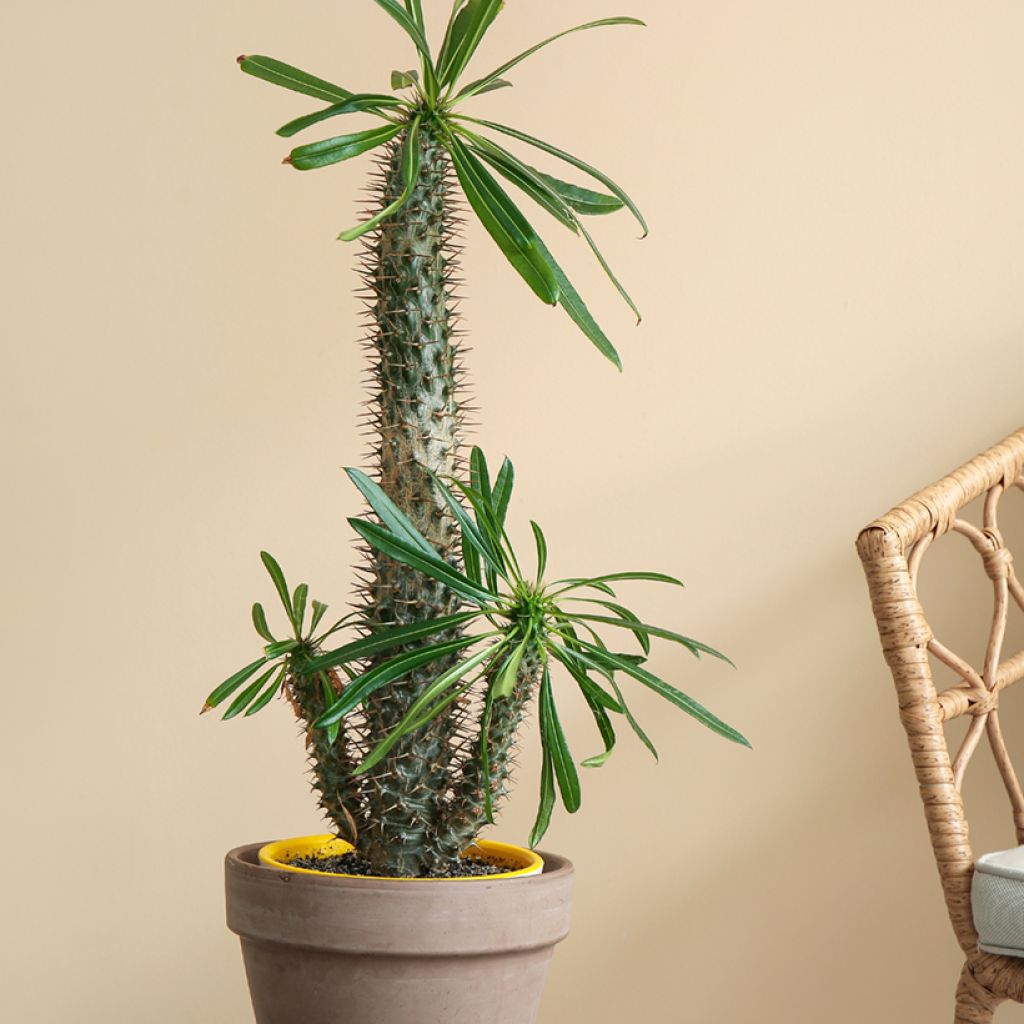 Pachypodium lamerei - Madagaskarpalm