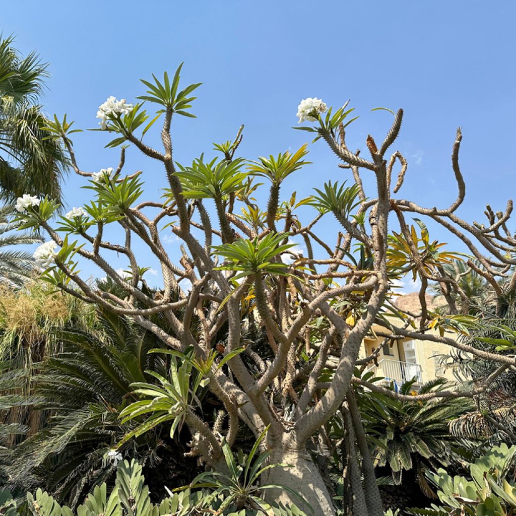 Pachypodium lamerei - Madagaskarpalm