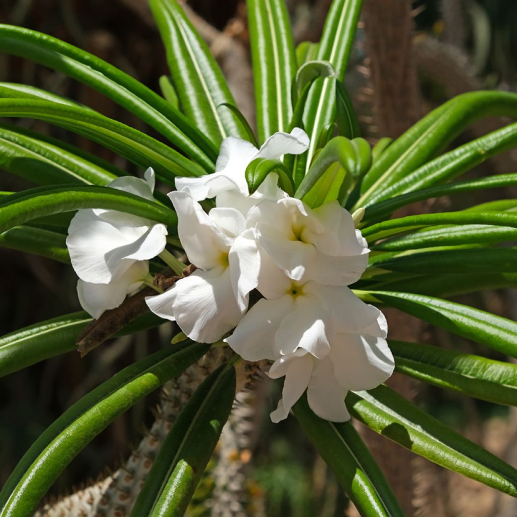 Pachypodium lamerei - Madagaskarpalm