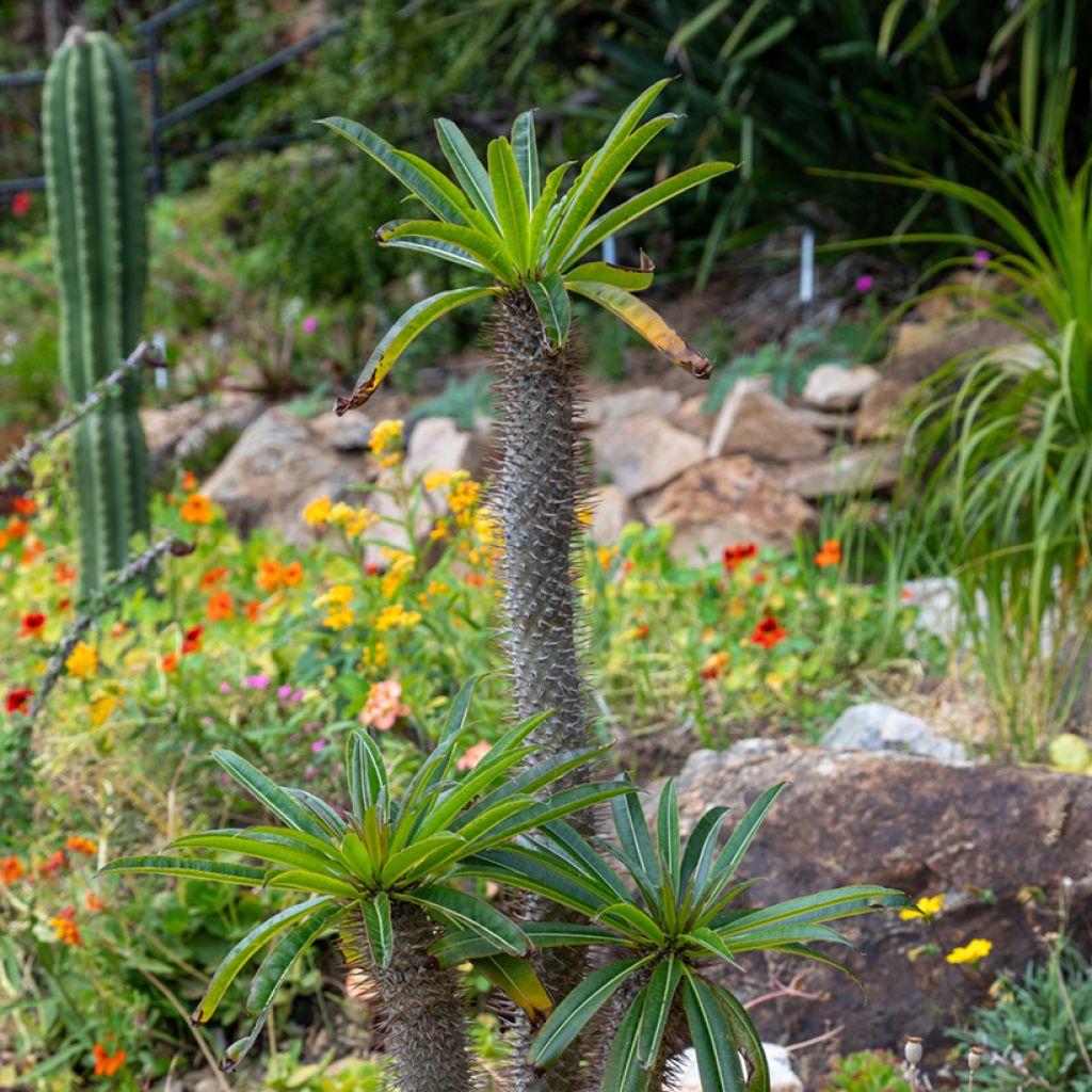 Pachypodium lamerei - Madagaskarpalm