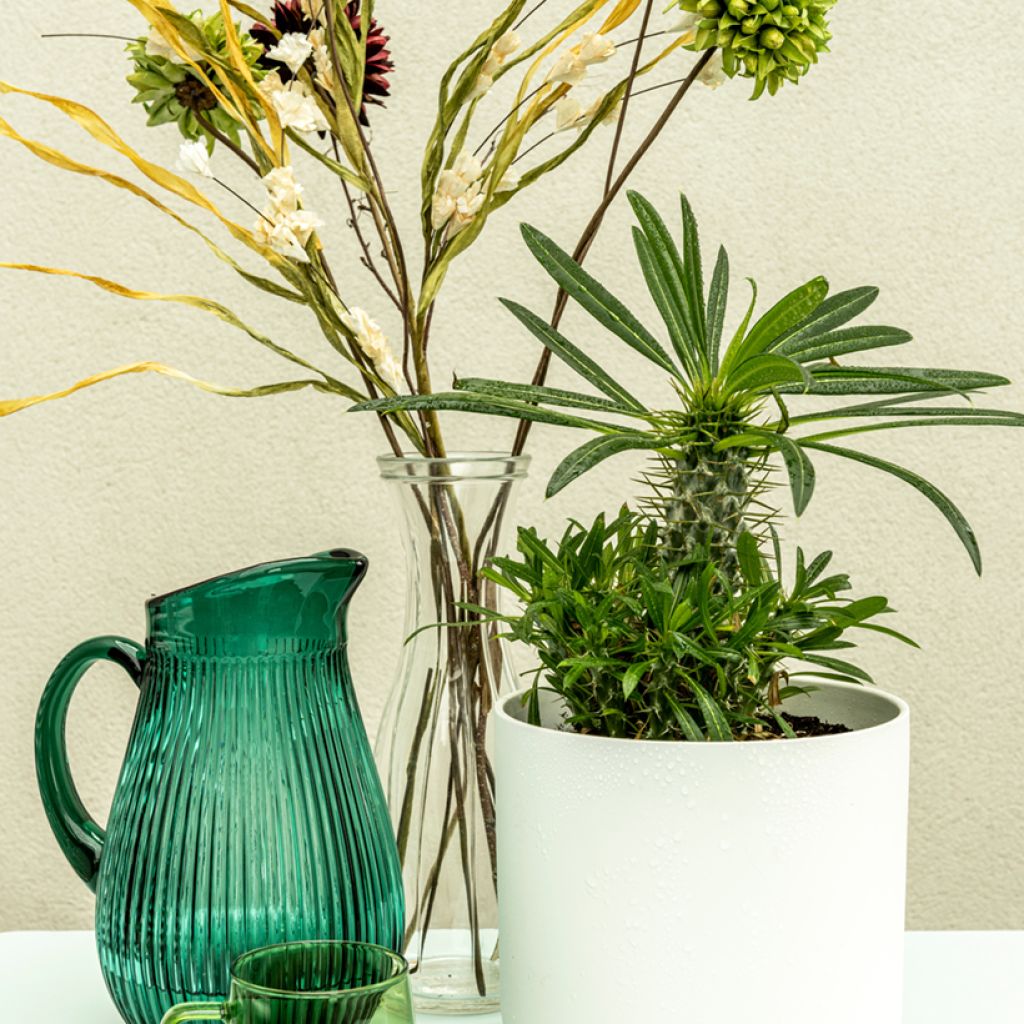 Pachypodium lamerei - Madagaskarpalm