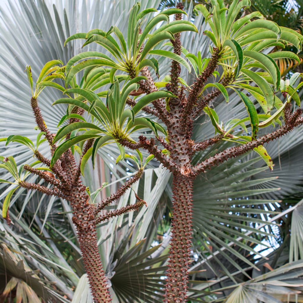 Pachypodium lamerei - Madagaskarpalm