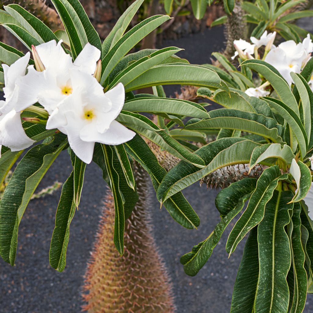 Pachypodium lamerei - Madagaskarpalm