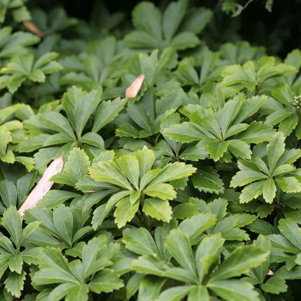 Pachysandra terminalis - Schaduwkruid