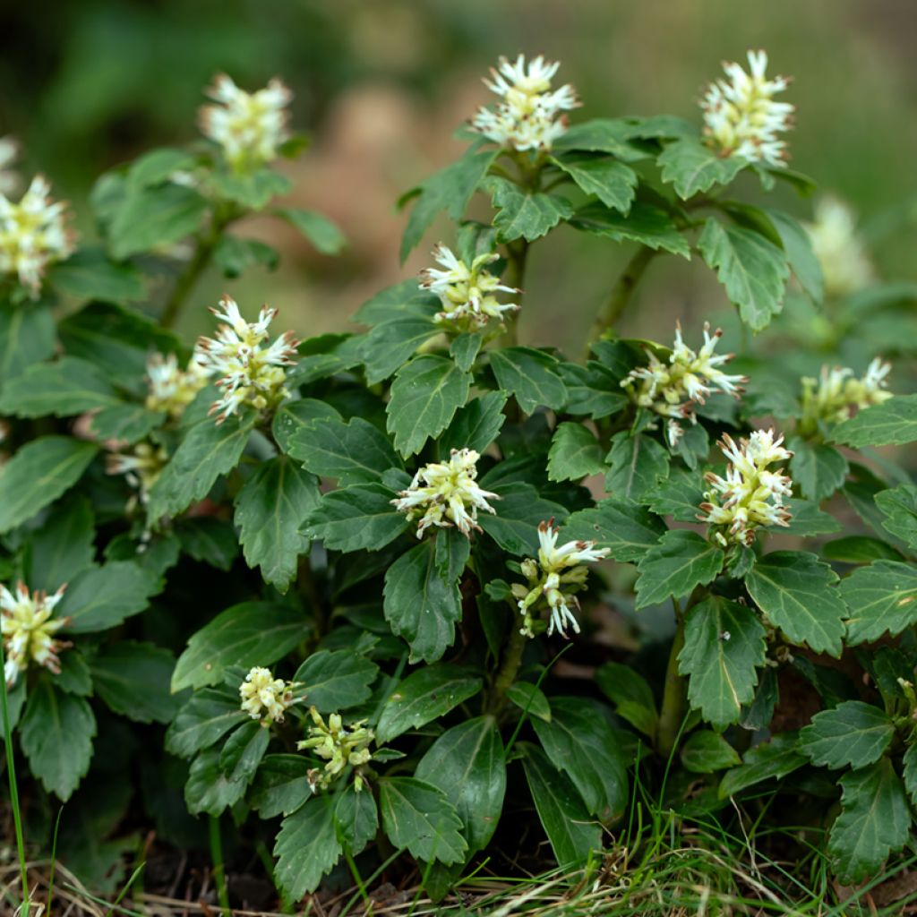Pachysandra terminalis - Schaduwkruid