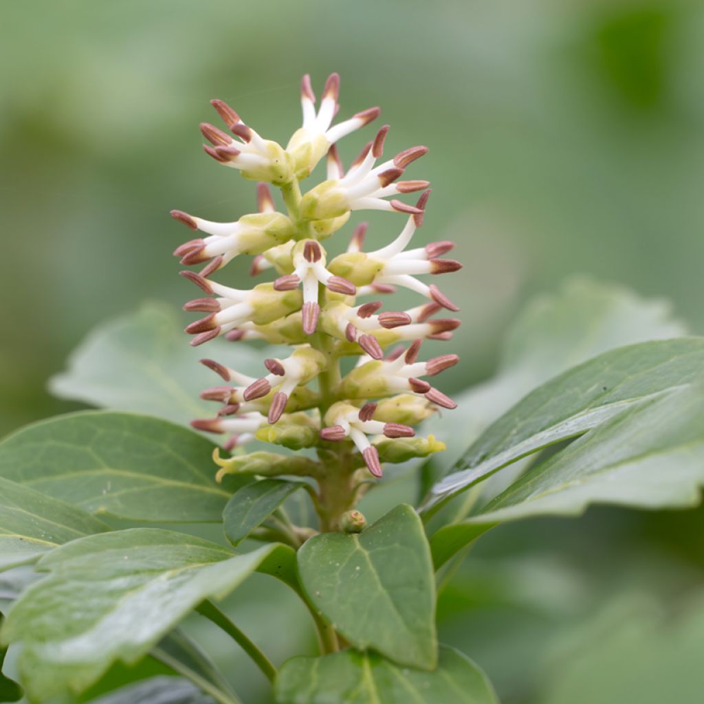 Pachysandra terminalis - Schaduwkruid