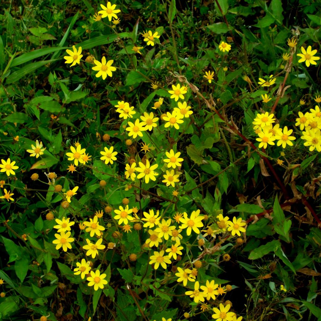 Packera aurea - Gulden kruiskruid