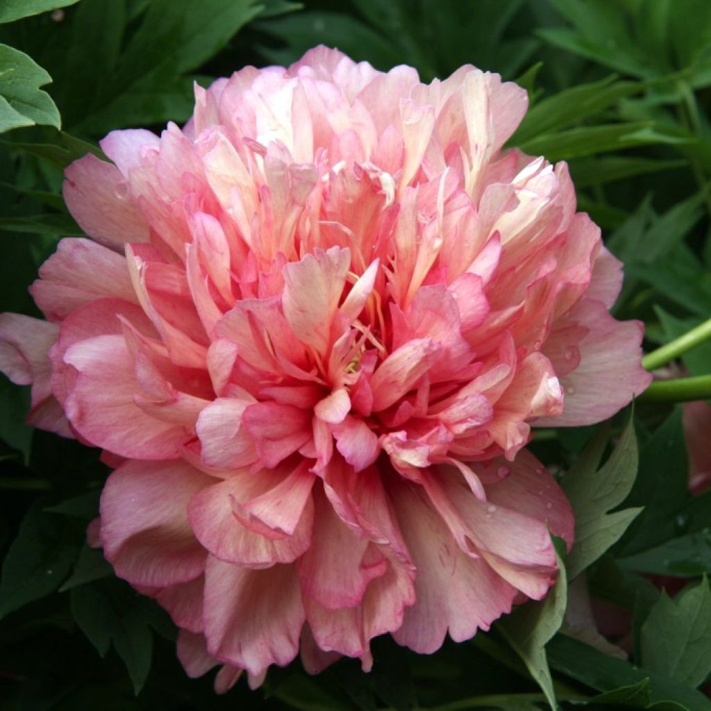 Paeonia Itoh Hillary - Itoh-pioen