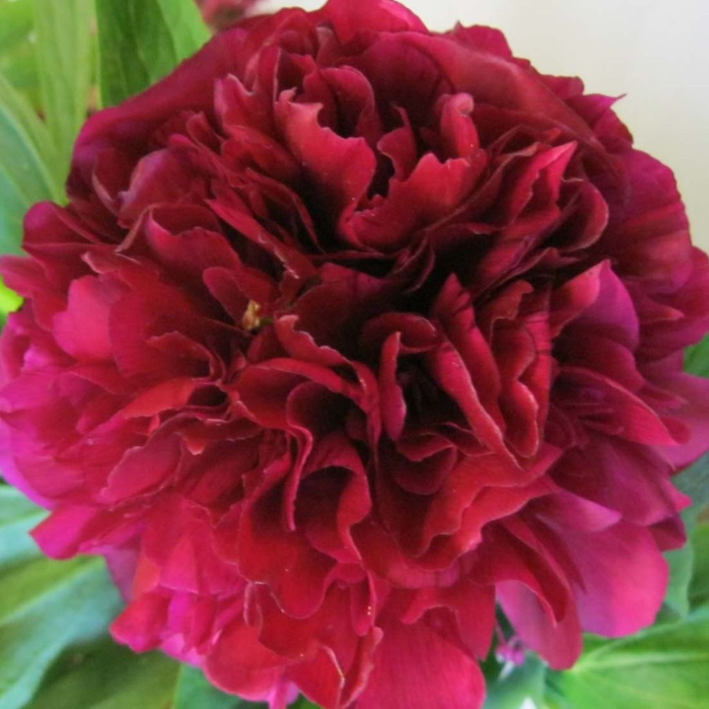 Paeonia lactiflora Félix Crousse - Pioenroos