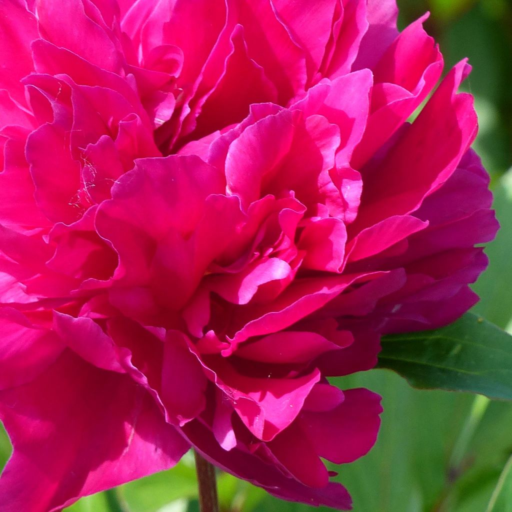 Paeonia lactiflora Karl Rosenfield - Pioenroos