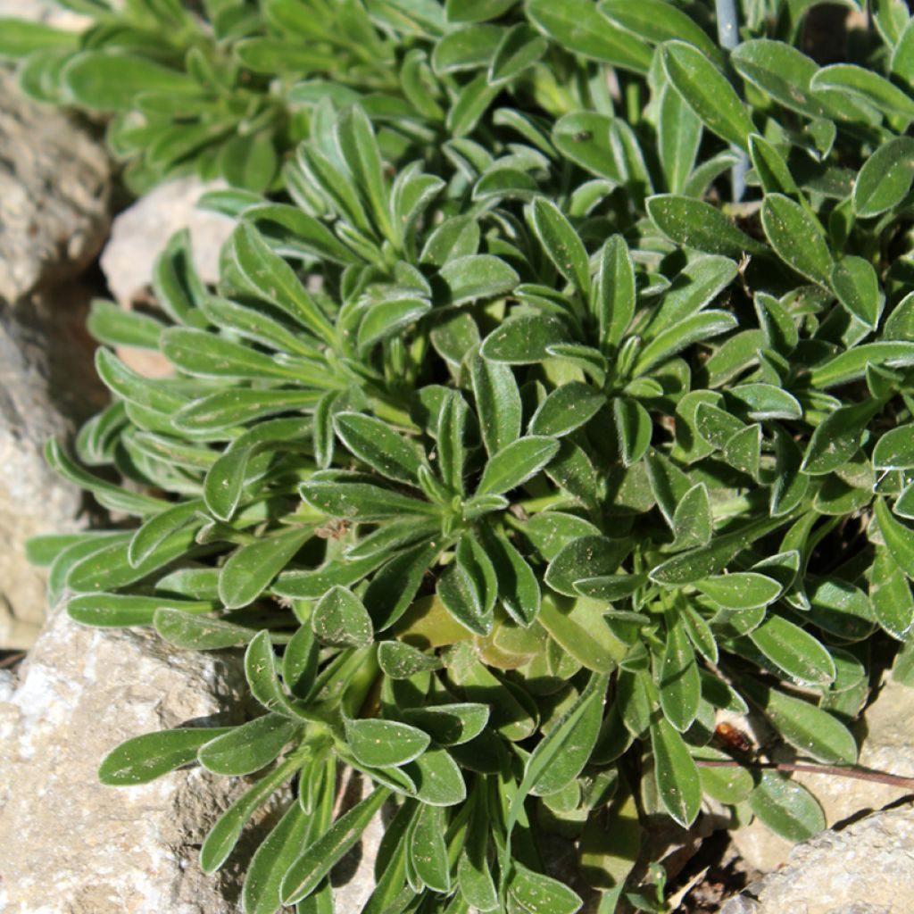 Pallenis maritima Aurelia Gold - Dukaatbloem