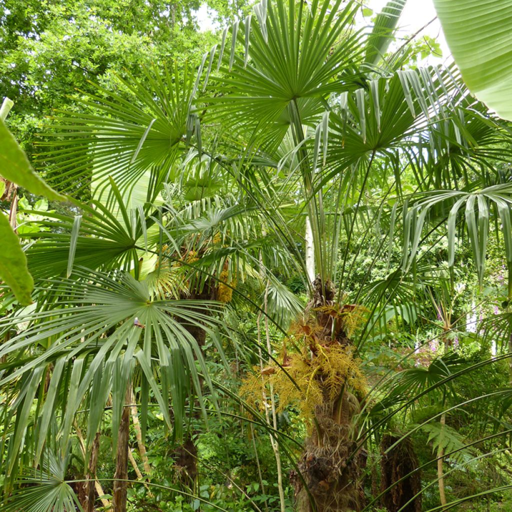 Trachycarpus fortunei - Chinese waaierpalm