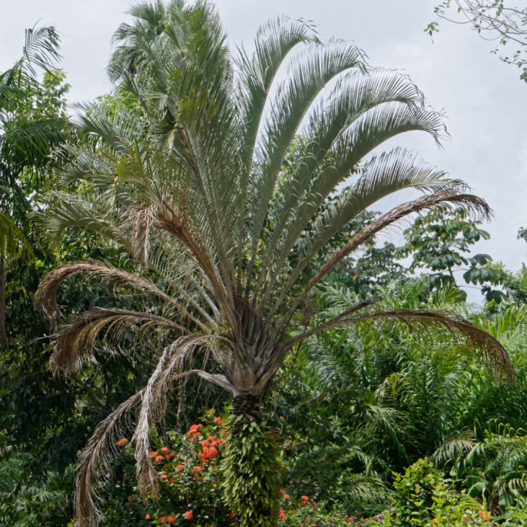 Dypsis decaryi - Driehoekspalm