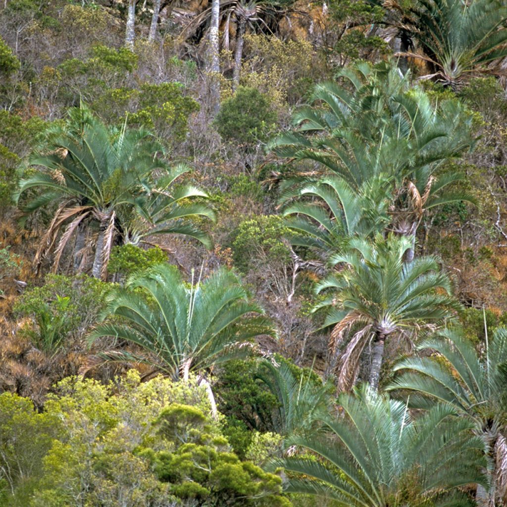 Dypsis decaryi - Driehoekspalm