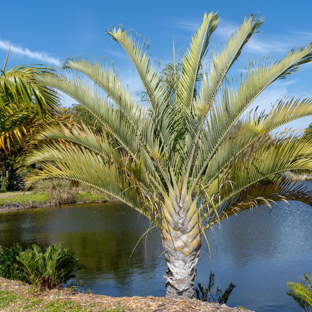 Dypsis decaryi - Driehoekspalm
