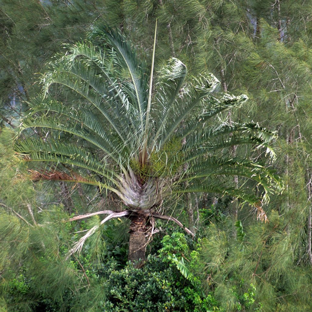 Dypsis decaryi - Driehoekspalm