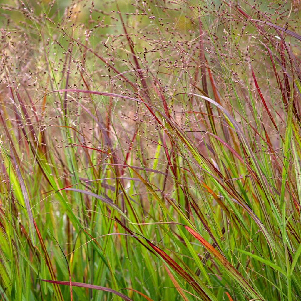 Panicum virgatum Shenandoah - Vingergras