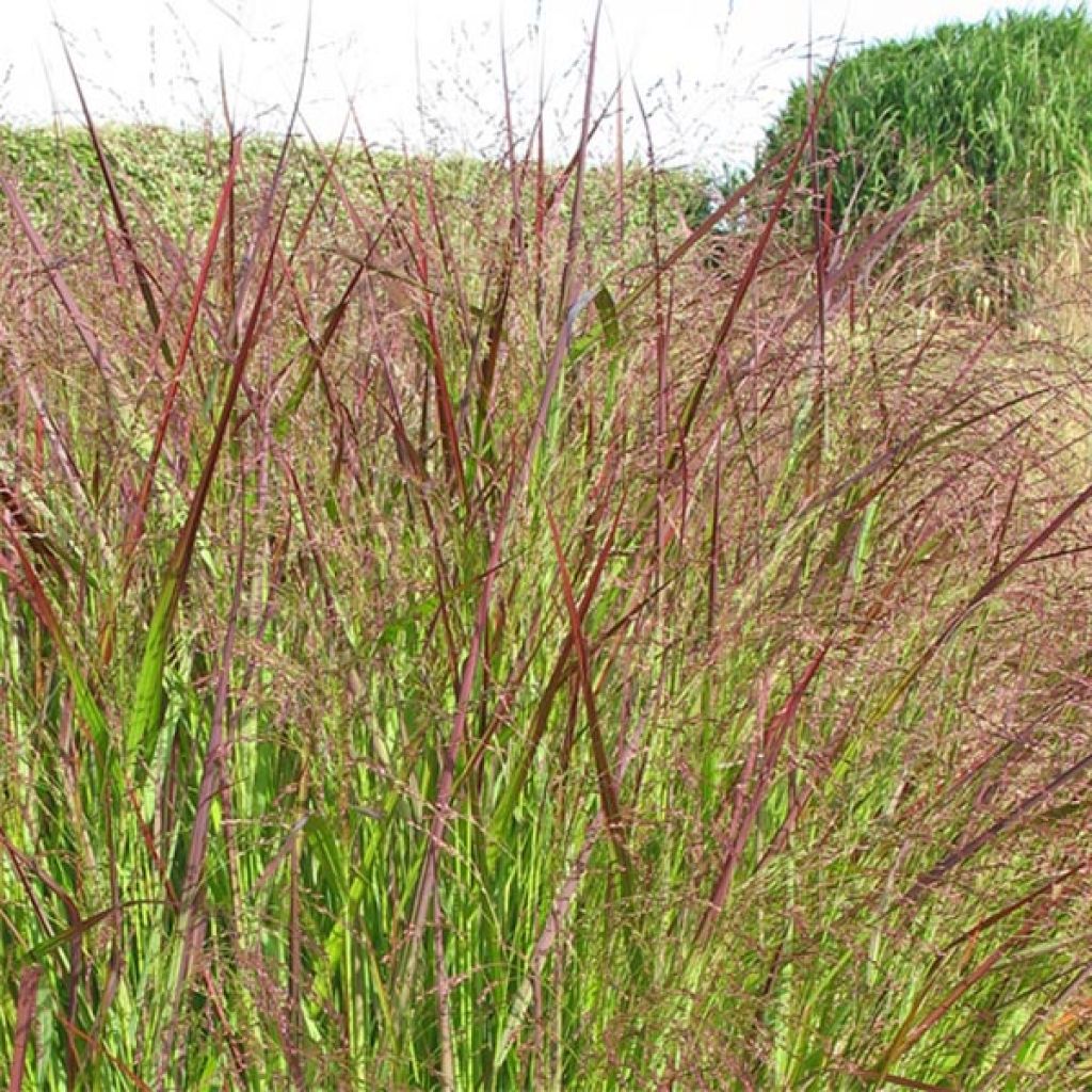 Panicum virgatum Warrior - Vingergras