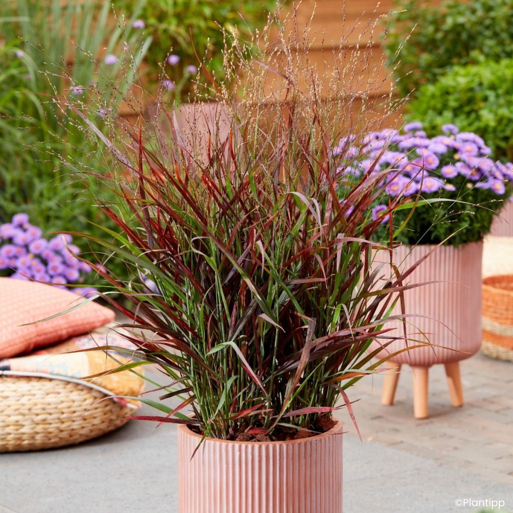 Panicum virgatum Hot Rod - Vingergras