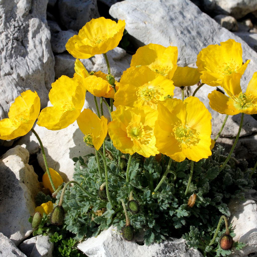 Papaver alpinum - Alpenklaproos