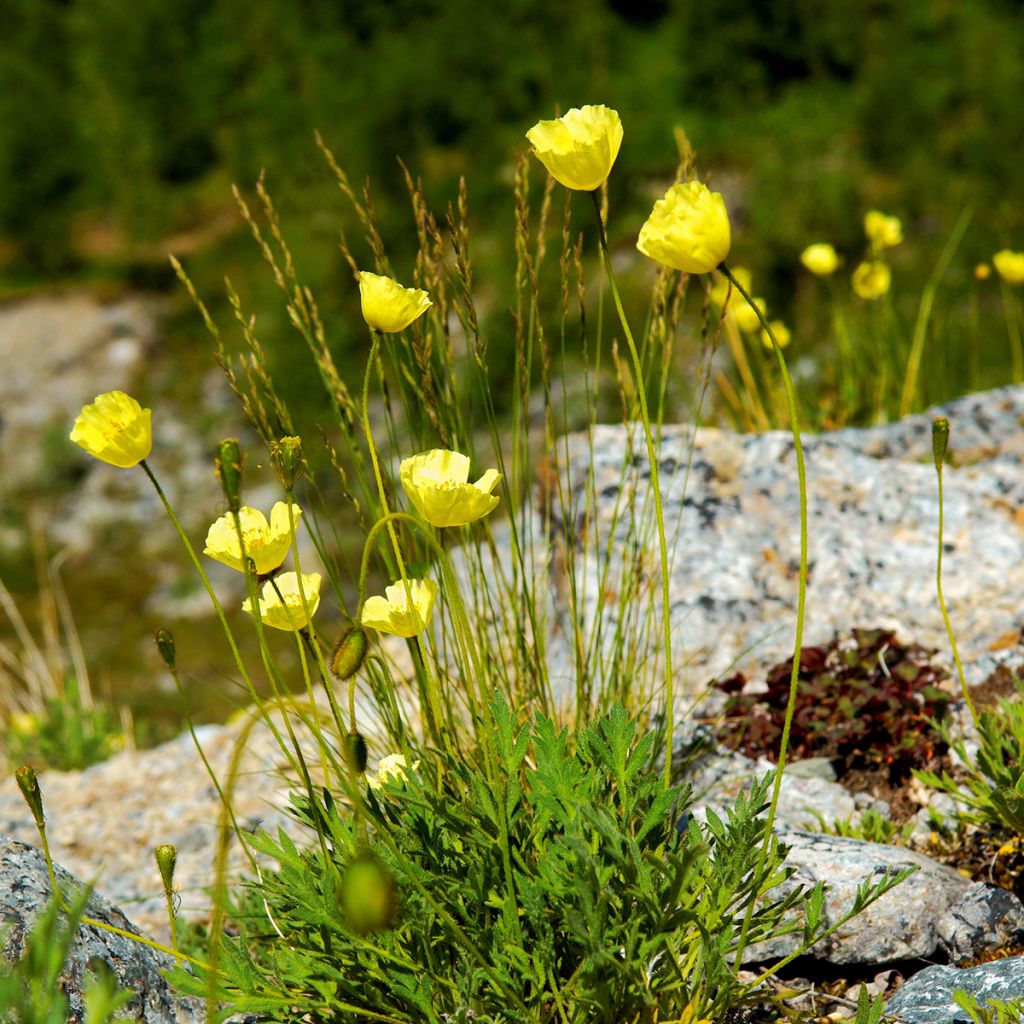 Papaver alpinum - Alpenklaproos