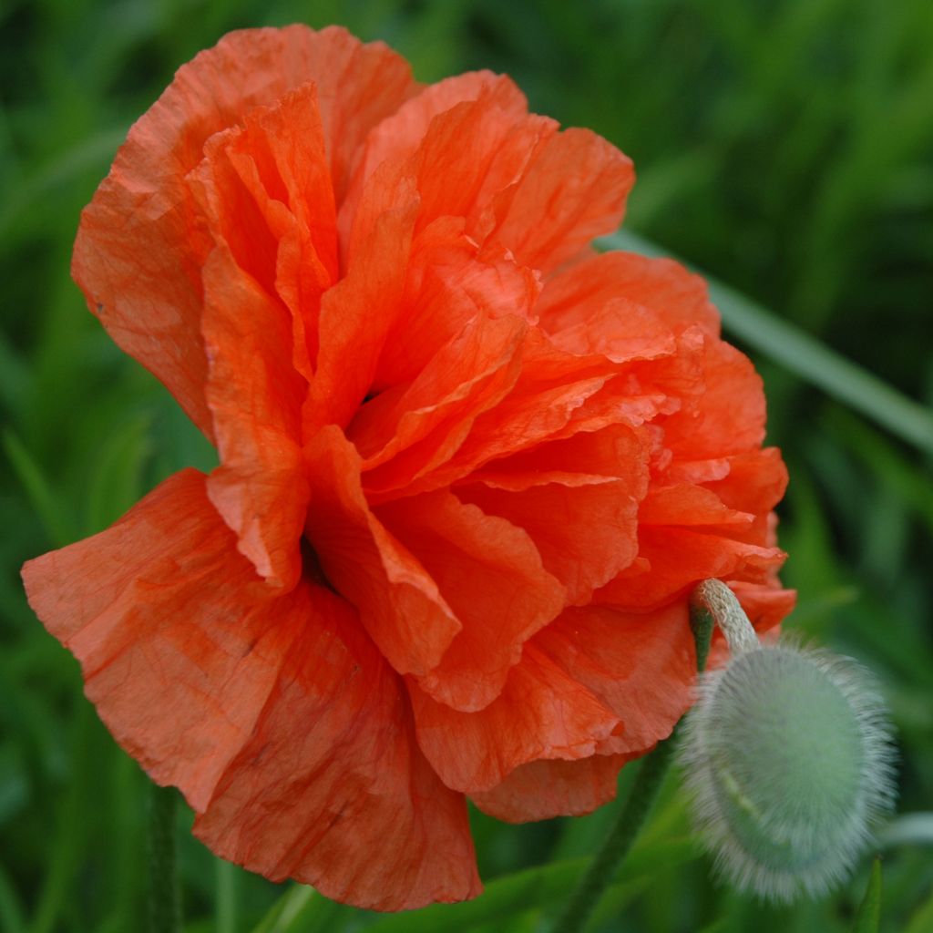 Pavot d'Orient, Papaver orientale May Queen