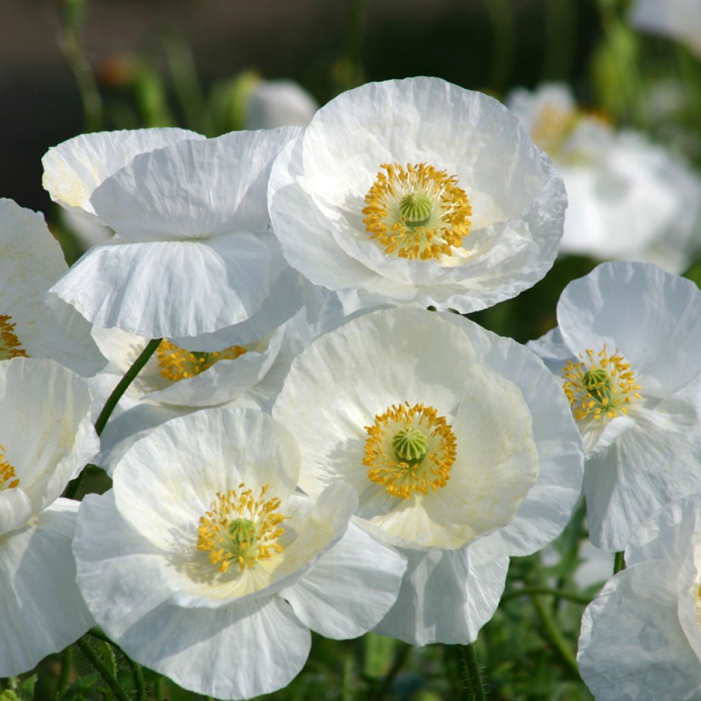 Papaver rhoeas Bridal Silk Wit (zaad) - Grote klaproos