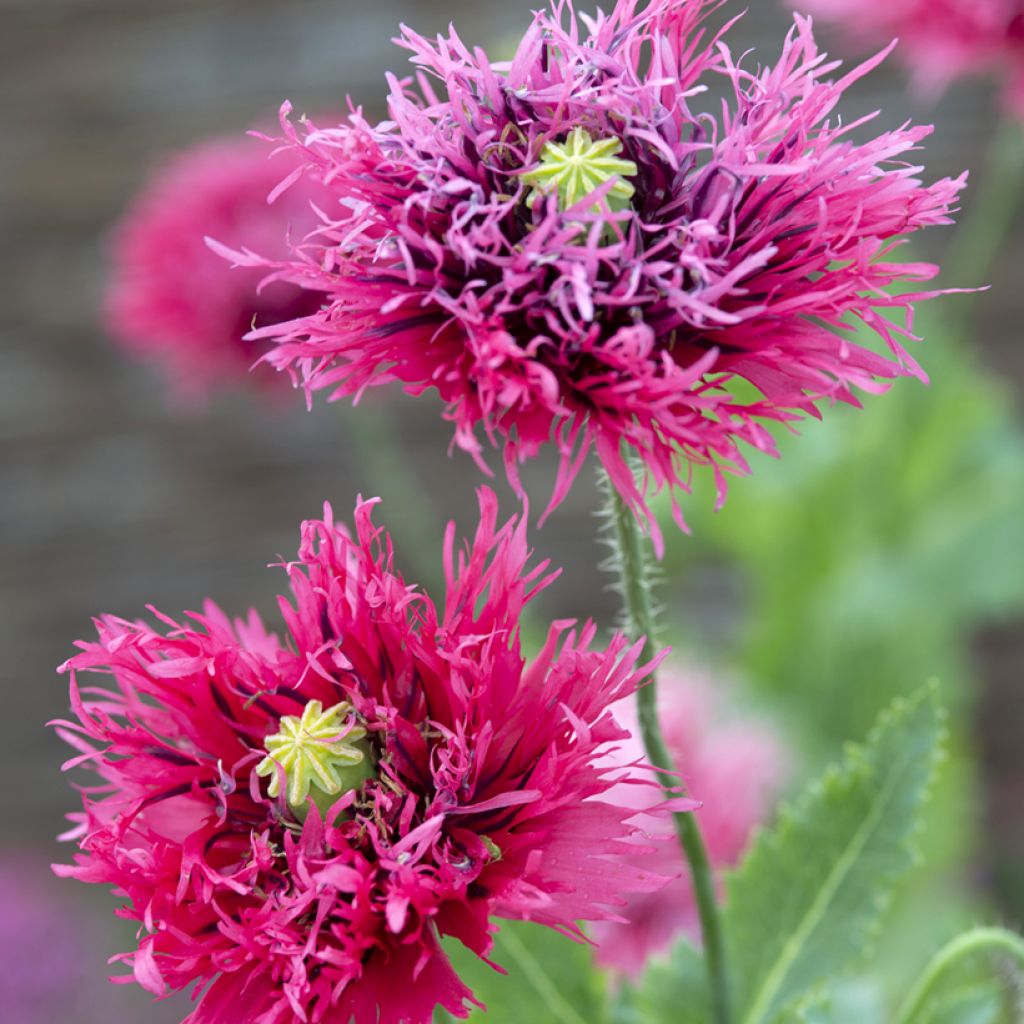 Papaver somniferum Rose Feathers (zaad) - Eenjarige slaapbol
