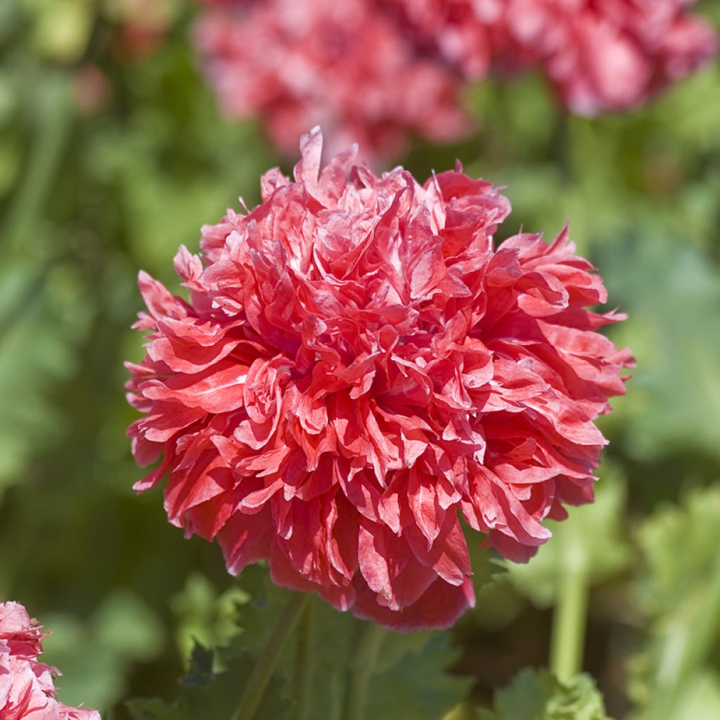 Papaver somniferum Frosted Salmon (zaad) - Eenjarige slaapbol