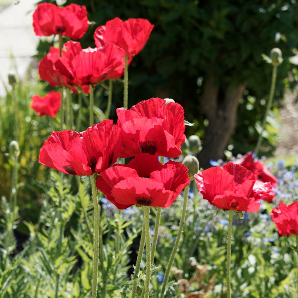 Papaver bracteatum Great Scarlet (zaad) - Armeense klaproos