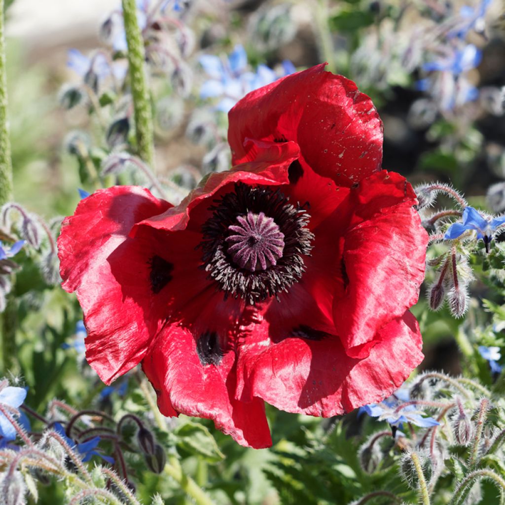Papaver bracteatum Great Scarlet (zaad) - Armeense klaproos