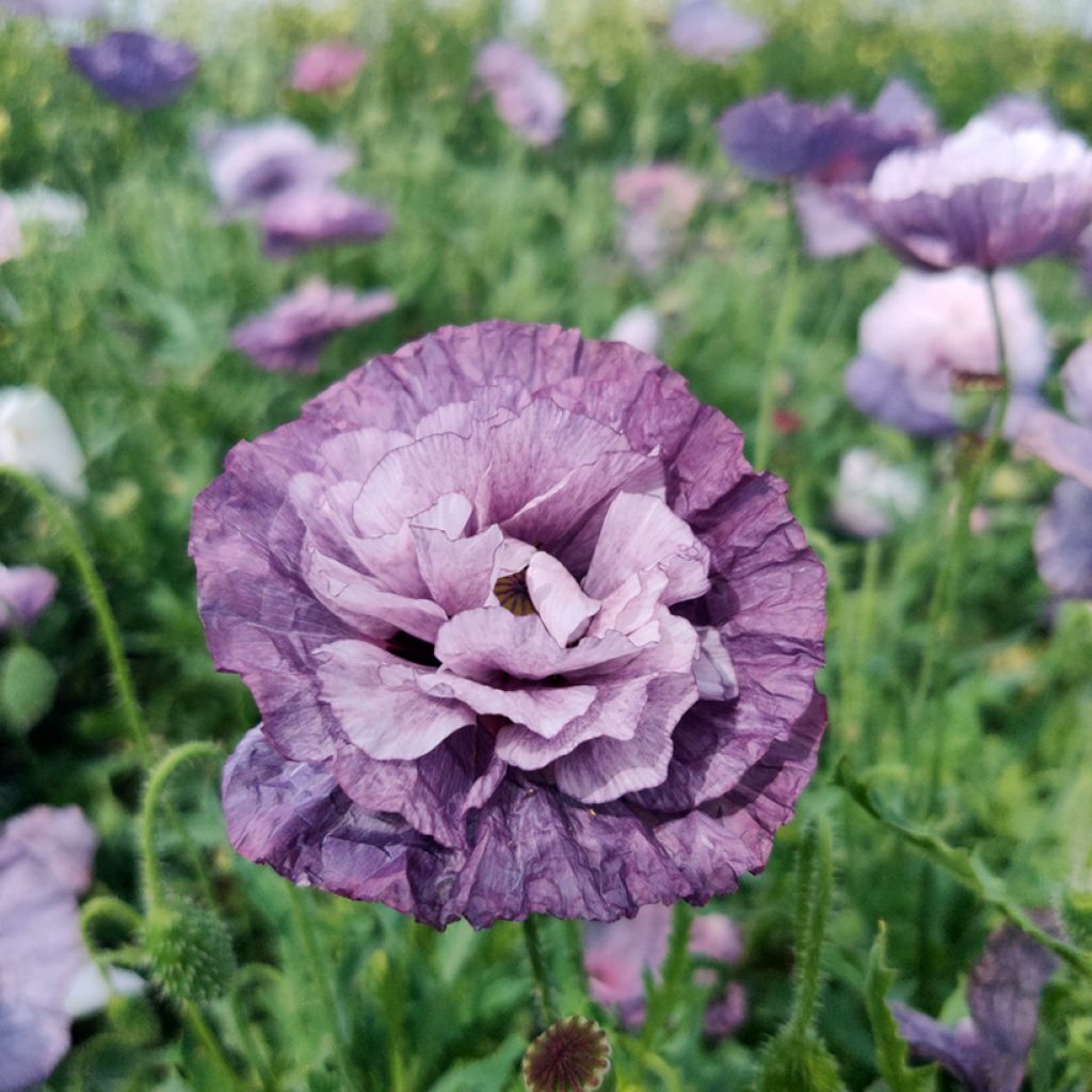 Papaver rhoeas Amazing Grey (zaad) - Grote klaproos