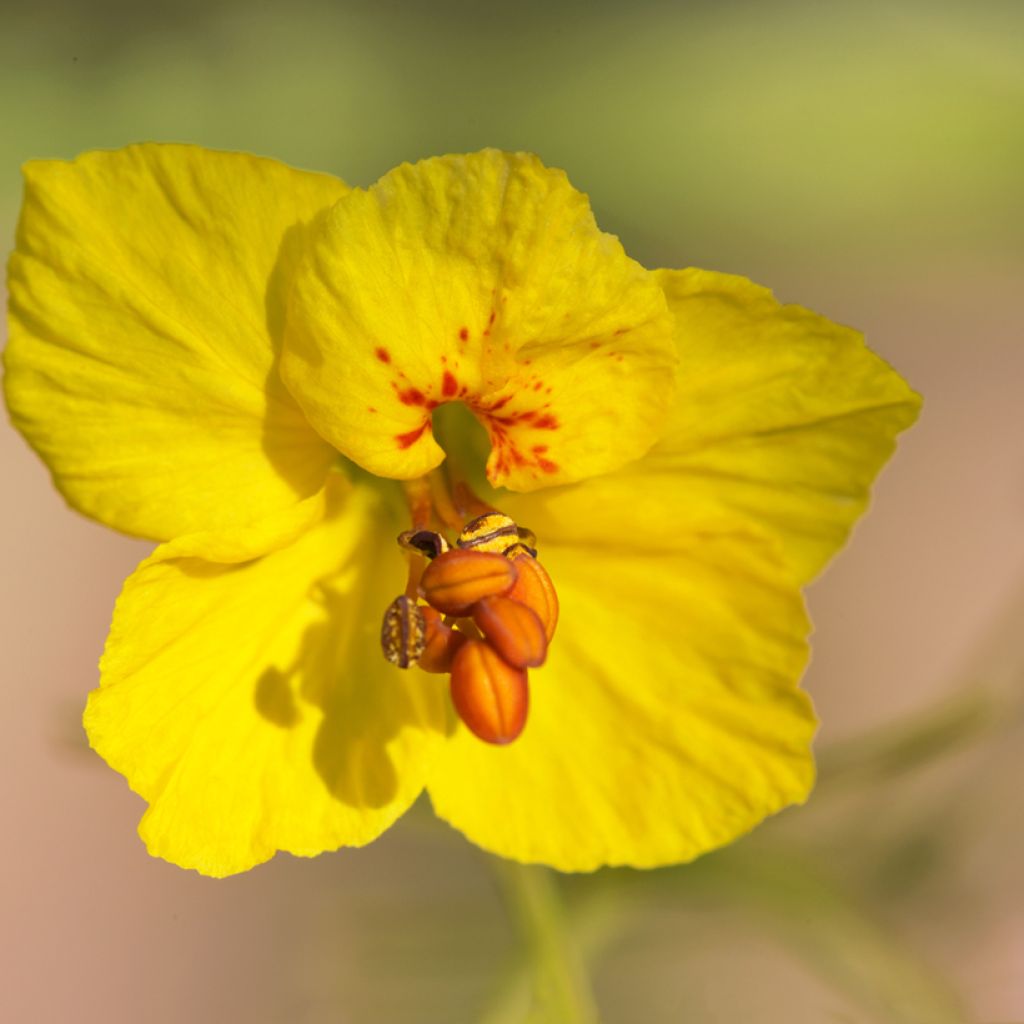 Cercidium floridum - Parkinsonia
