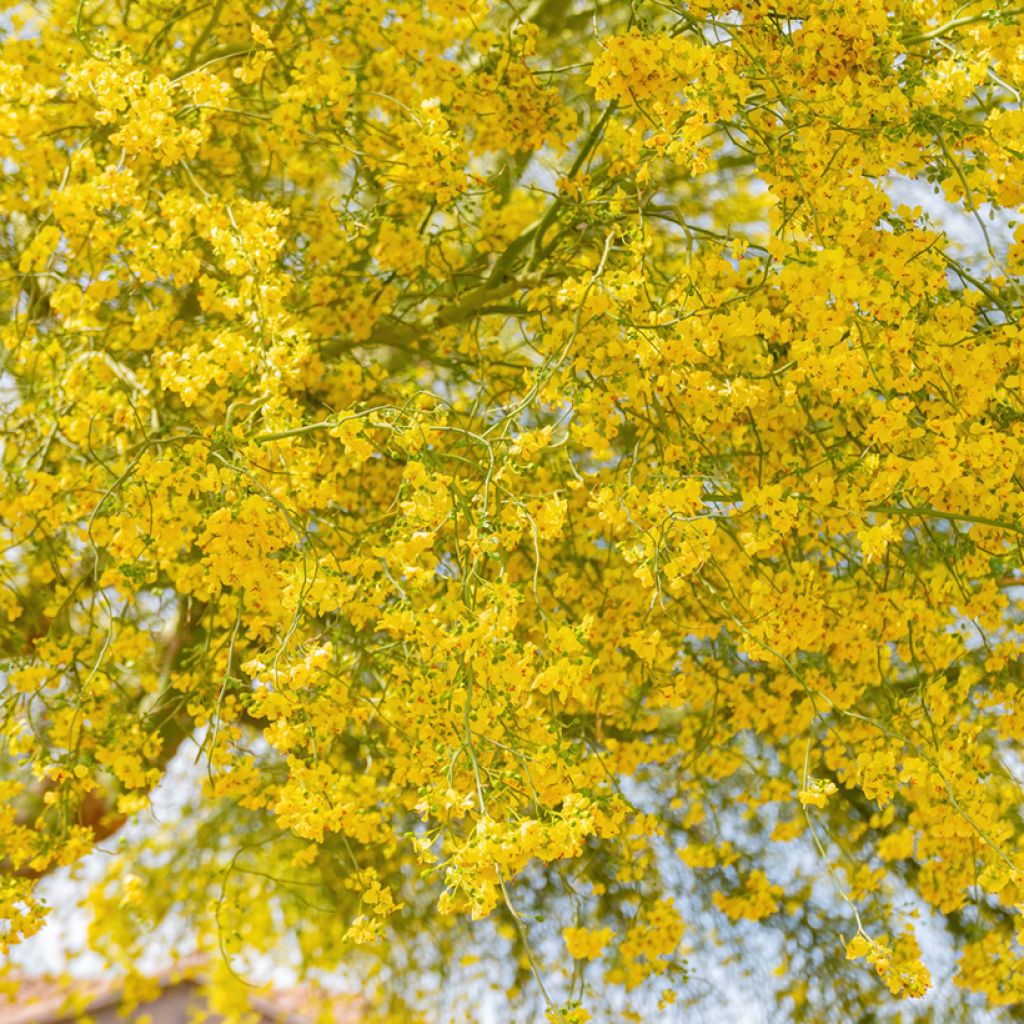 Cercidium floridum - Parkinsonia